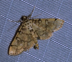 Lamprosema tampiusalis