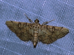 Lamprosema tampiusalis