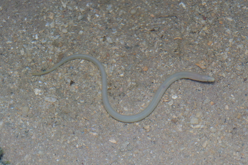 Narrow worm eel (Scolecenchelys macroptera) — Ophichthidae