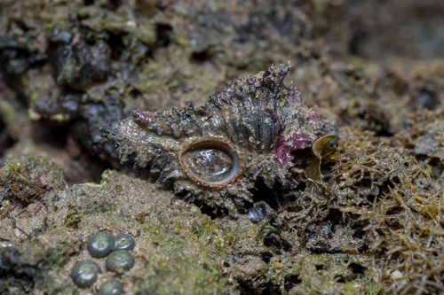 Chicoreus brunneus observed 2026-08-02