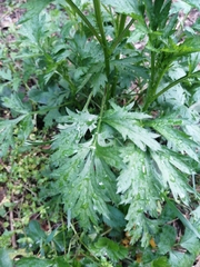 Artemisia vulgaris