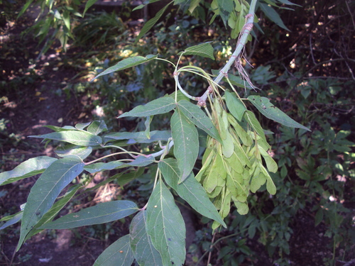box elder
