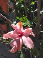 Hibiscus rosa-sinensis