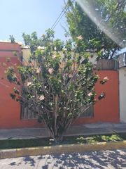 Hibiscus rosa-sinensis