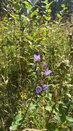 Nettle-leaved Bellflower