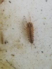 Asellus aquaticus