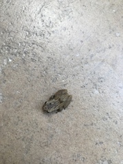 Eleutherodactylus coqui