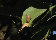 Arhopala silhetensis