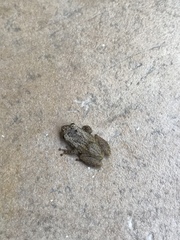 Eleutherodactylus coqui