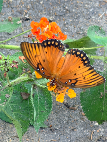 Gulf Fritillary