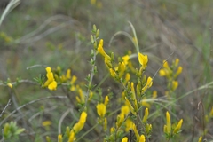 Chamaecytisus borysthenicus