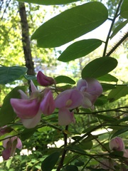 Robinia hispida