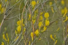 Chamaecytisus borysthenicus