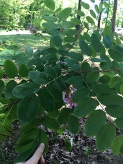 Robinia hispida