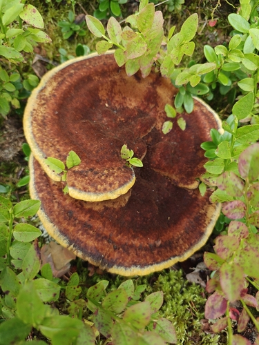 European Dyer's Polypore