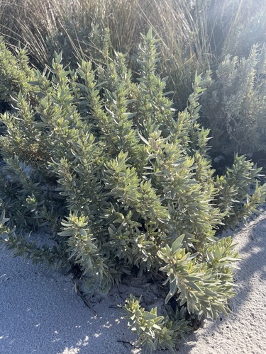 Atriplex cinerea, photograph 3