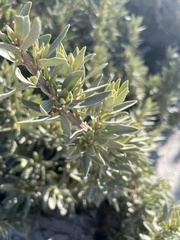 author not stated, no rights reserved Atriplex cinerea, photograph author not stated, no rights reserved
