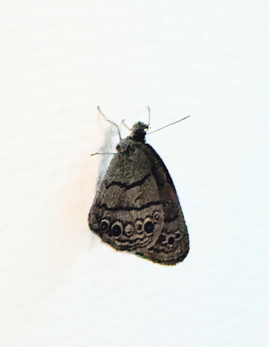 Carolina Satyr