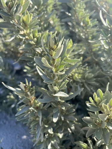 Atriplex cinerea, photograph 5