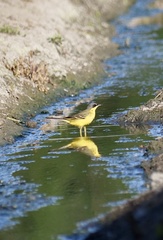 Motacilla flava thunbergi
