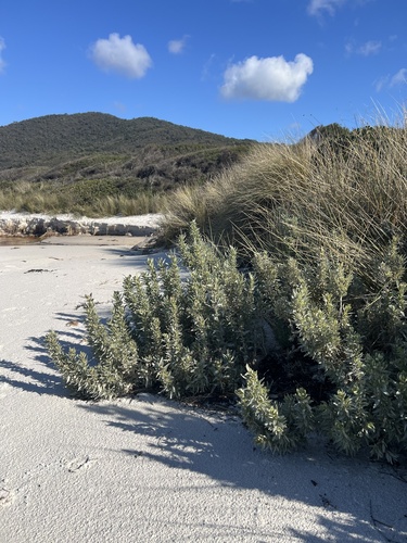 Atriplex cinerea, photograph 6