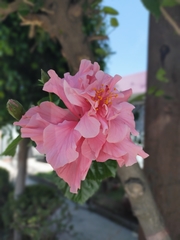 Hibiscus rosa-sinensis
