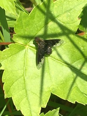 Hemipenthes seminiger