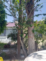 Hibiscus rosa-sinensis
