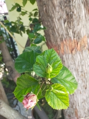 Hibiscus rosa-sinensis