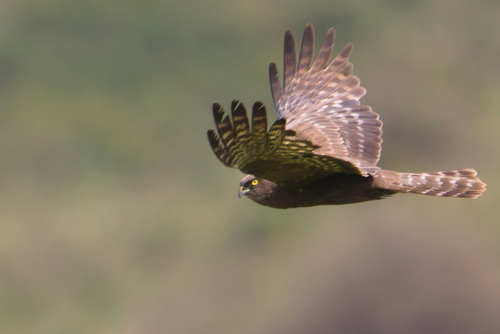 iNaturalist image
