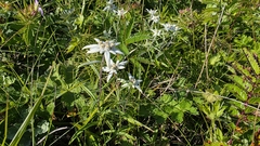 Leontopodium discolor