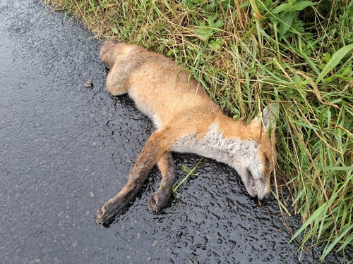 Red Fox