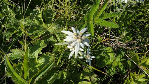 Leontopodium discolor, photograph 1