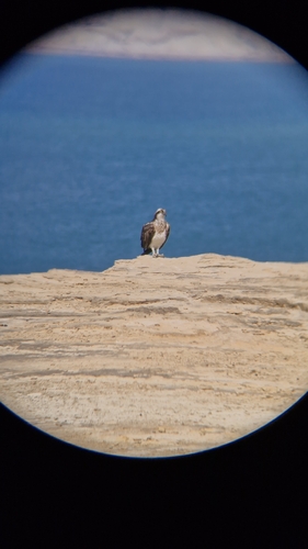 Osprey