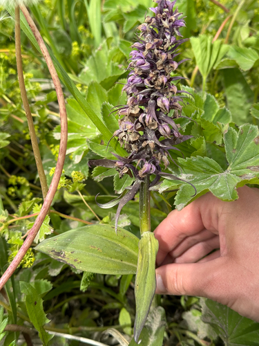 Dactylorhiza aristata, photograph 4