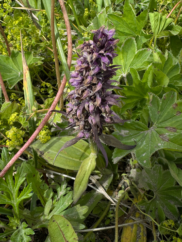 Dactylorhiza aristata, photograph 3
