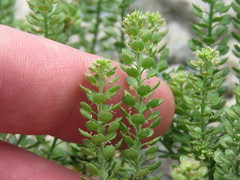 Lepidium oblongum