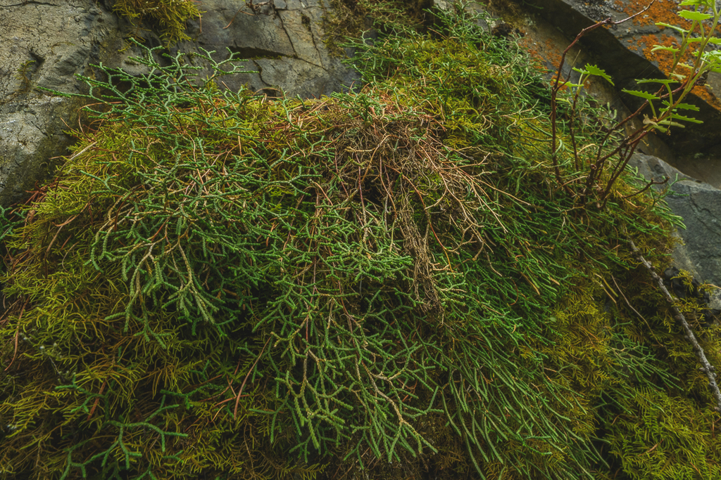 Selaginella sanguinolenta; photograph (c) Dmitry Ivanov, some rights reserved (CC BY)