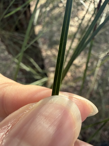 Acacia longissima