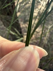 Acacia longissima