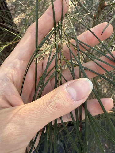 Acacia longissima, photograph 4