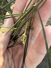 Acacia longissima, photograph (c) Toby Jin, some rights reserved (CC BY)