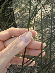Acacia longissima, photograph (c) Toby Jin, some rights reserved (CC BY)