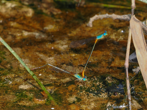 Ceriagrion cerinorubellum