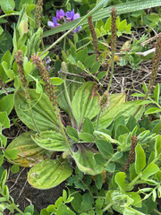 Plantago camtschatica, photograph (c) Nikita Lavrenov, some rights reserved (CC BY)