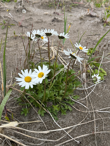 Arctanthemum arcticum, photograph 2