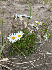 (c) Nikita Lavrenov, some rights reserved (CC BY) Arctanthemum arcticum, photograph (c) Nikita Lavrenov, some rights reserved (CC BY)