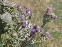 Carduus carlinoides, photograph (c) DDutrey, some rights reserved (CC BY)