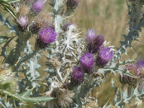 Carduus carlinoides, photograph 5
