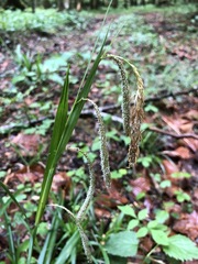 Carex agastachys